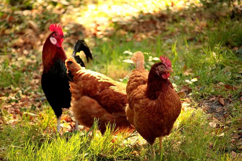 2 Coeurs 2 Landes Garrosse Exterior foto