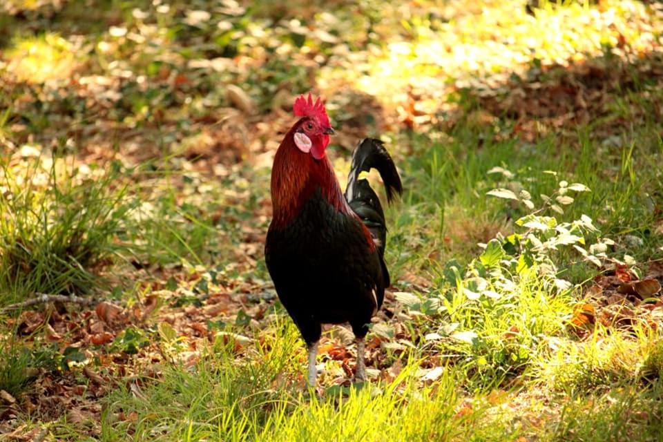 2 Coeurs 2 Landes Garrosse Exterior foto