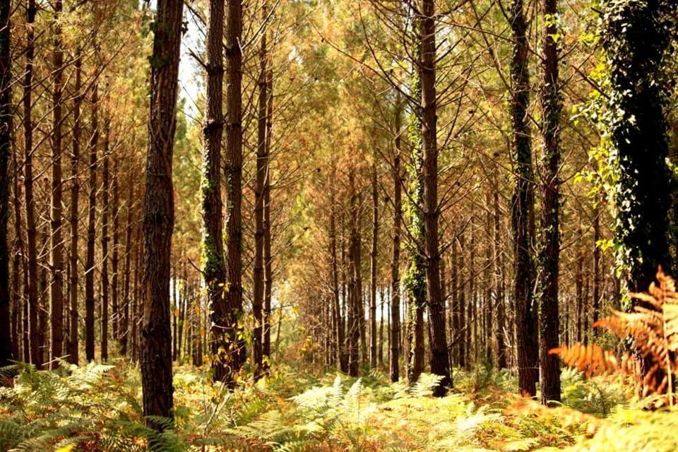 2 Coeurs 2 Landes Garrosse Exterior foto